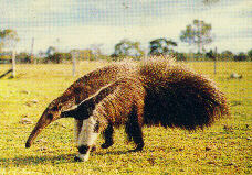 HI! I am Myrmecophaga tridactyla also known as tamandua!